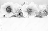 preview bw