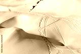 preview sephia