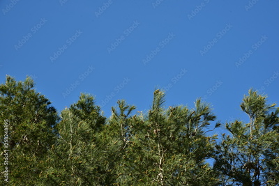 image to crop