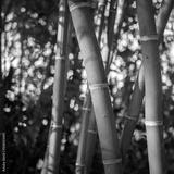 preview bw