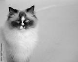 preview bw