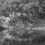 preview bw