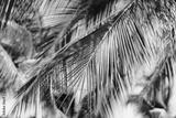 preview bw