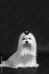 preview bw