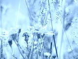 preview cold