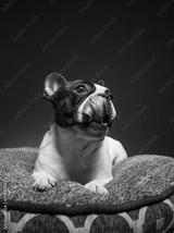 preview bw