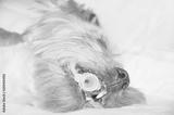 preview bw