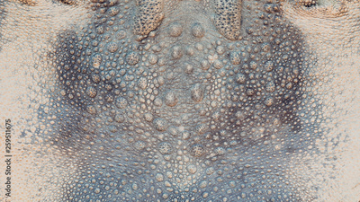 image to crop