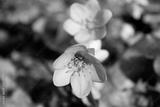 preview bw