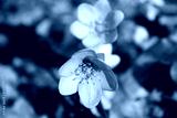 preview cold