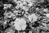 preview bw