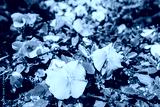 preview cold