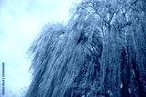 preview cold