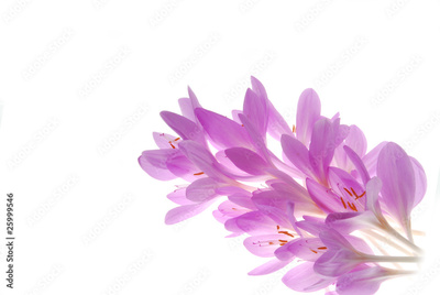 image to crop