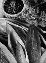 preview bw