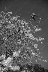 preview bw