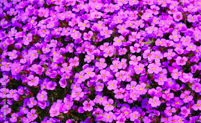 image to crop
