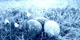 preview cold