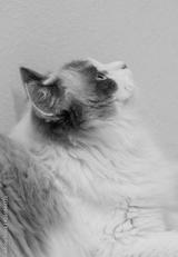 preview bw