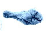 preview cold