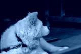 preview cold