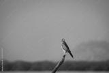 preview bw