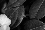 preview bw
