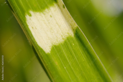 image to crop