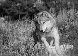 preview bw