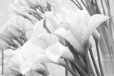 preview bw