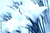 preview cold