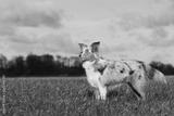 preview bw
