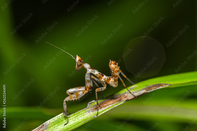 image to crop