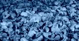 preview cold