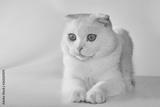 preview bw