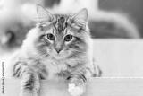 preview bw