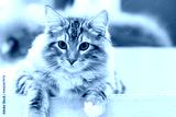preview cold