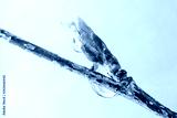 preview cold
