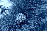 preview cold