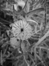preview bw