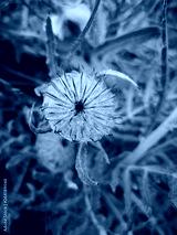 preview cold