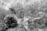 preview bw