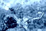 preview cold
