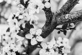 preview bw
