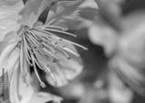 preview bw