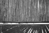 preview bw