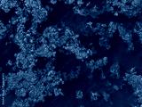 preview cold