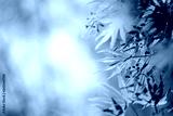 preview cold