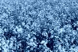 preview cold
