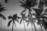 preview bw